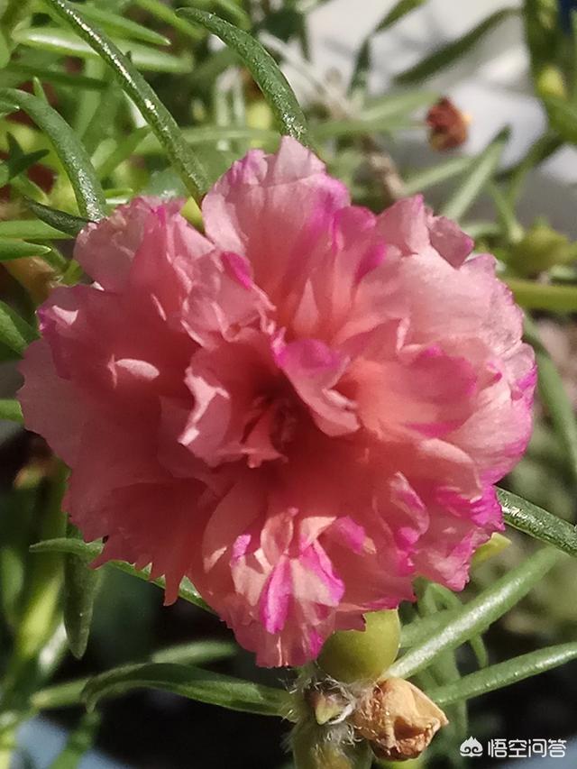 太陽花又叫死不了,馬蛇菜花.