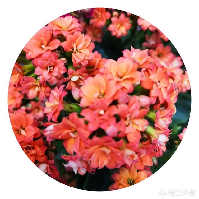 长寿花的繁殖方法大全:长寿花三个头还能扦插吗？