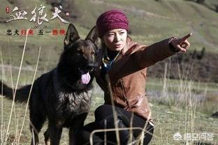 藏獒之王斗丧尸狼什么电影:如何评价电影《老师·好》？
