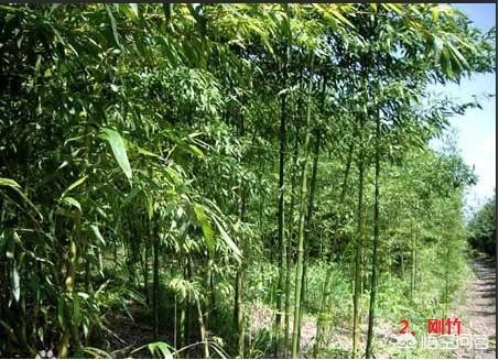龟甲竹:龟甲竹价格 竹子开花后为什么会足渐死亡？