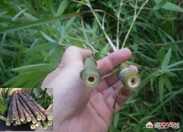 龟甲竹:龟甲竹价格 竹子开花后为什么会足渐死亡？
