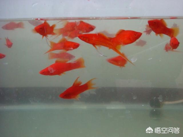 红剑:红剑突击 兰花红剑怎么养？请大神告知？