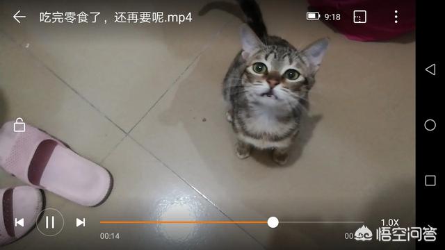 可爱小猫图片:有一只可爱小喵喵是什么感觉？