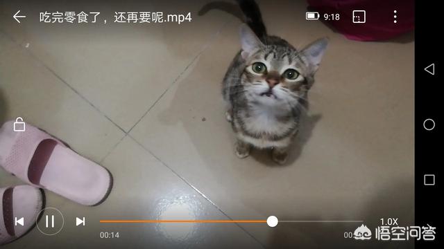 抱抱猫萌翻网友:猫咪想你撸它的时候，会有哪些行为？ 抱抱猫游戏