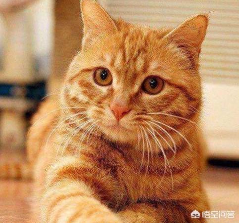孟买猫:孟买猫吃三文鱼好不好？孟买猫吃三文鱼可以美毛吗？