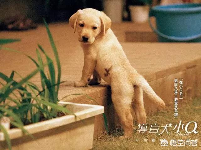 导盲犬小q高清壁纸:为什么导盲犬都好安静，没有了狗狗爱玩的天性？