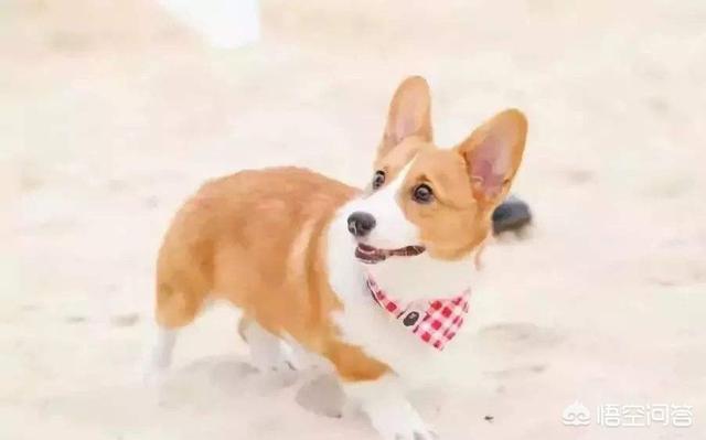 柯基幼犬适合什么狗粮:对于5个月的柯基狗来说，你觉得给它吃什么狗粮比较好？为什么？
