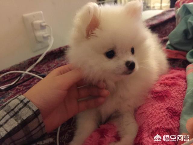 博美犬性格:博美恨主人会有哪些表现？