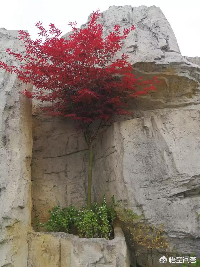 英法联军火烧圆明园:被英法联军烧毁的圆明园，在当代和现代是如何被对待和保护的？