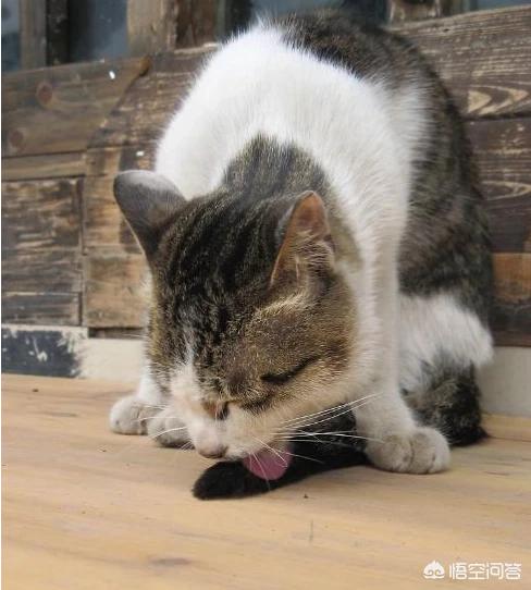 乡下怎么养猫:农村家养的猫讲卫生吗？举例说明？