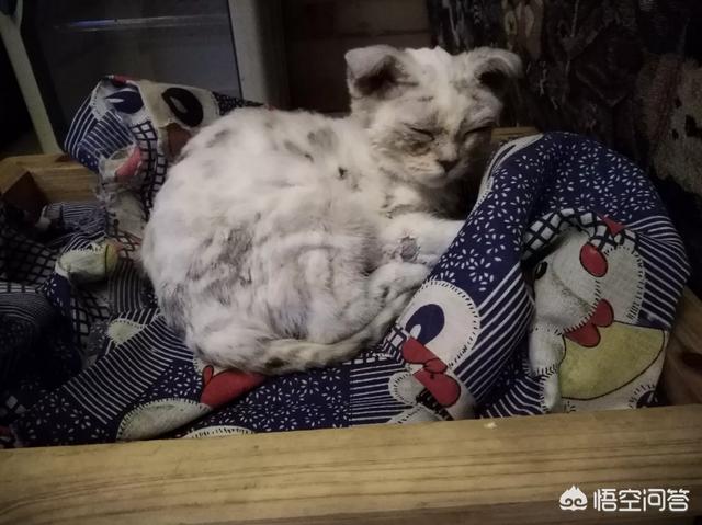 哪十种猫最美丽呢？