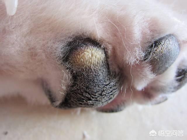 小狗脚掌有牛蜱:狗狗的脚掌肉垫破皮了，狗狗肉垫磨破皮怎么办呢？