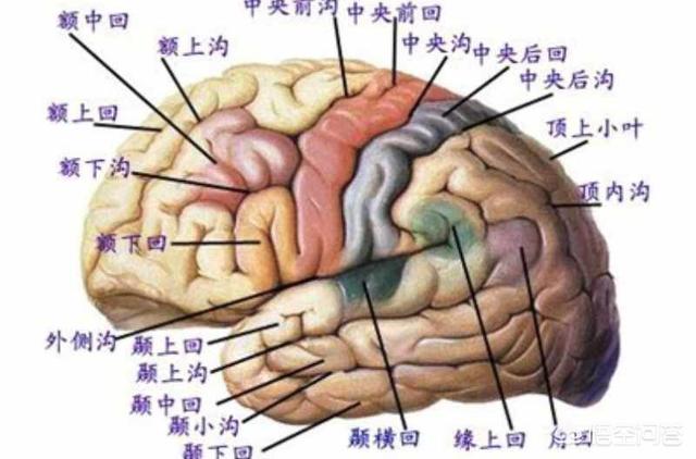 大脑各区域的功能是怎样划分的