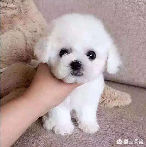 狗狗什么时候开始认主？插图7