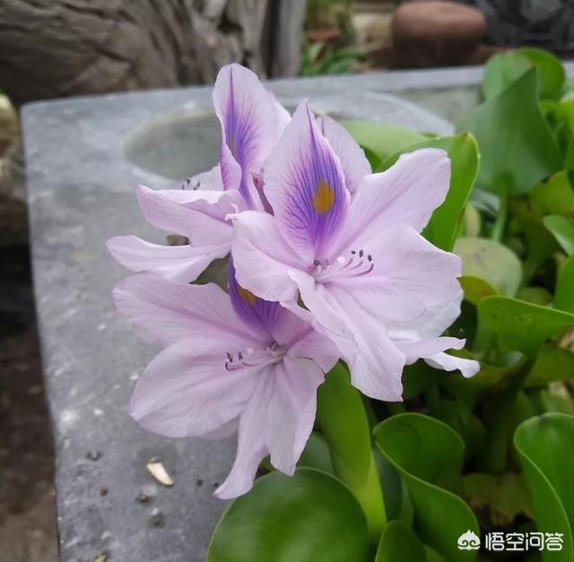 头条问答 湖里的水草能当化肥吗 13个回答