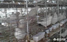 关于鸽子的养殖技术:从种鸽到雏鸽再到幼鸽竞翔，如何养出一羽优质鸽？