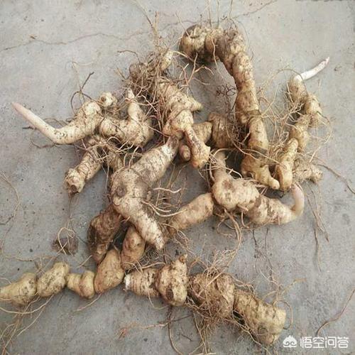 黄精价格多少钱一斤:黄精的价格差别很大黄精多少钱一斤正常？
