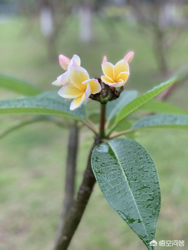 广州芳村花鸟鱼虫市场黑历史:广州花卉批发市场有一千元以一盆的花吗？