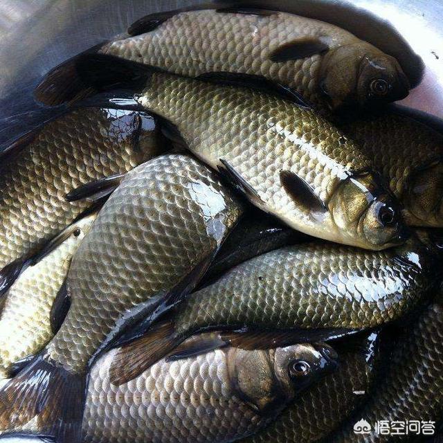 黄金鲫鱼养殖:想搞淡水鱼养殖，什么鱼比较容易养呢？请高人指点？