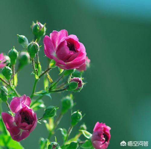 月季花栽培技术教程:月季种子怎么种可以发芽长出？