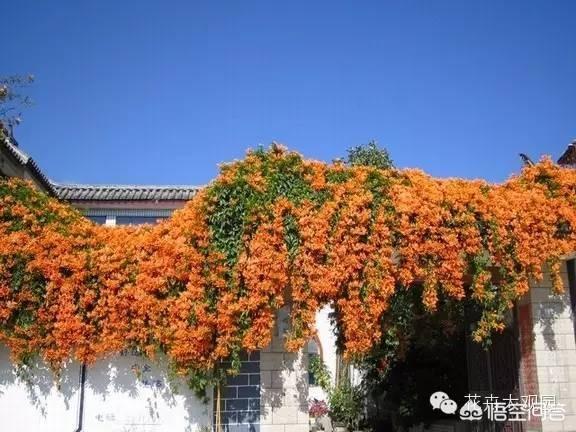 蔓长春花耐寒吗:花叶蔓长春花耐寒多少度 南方地区耐阴耐寒的植物有哪些？