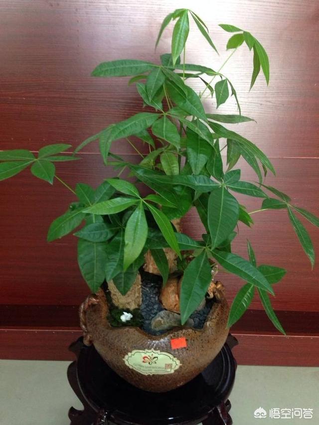 北方发财树怎么养才长得好:招财树长得太疯，又不想换大花盆，怎么办？