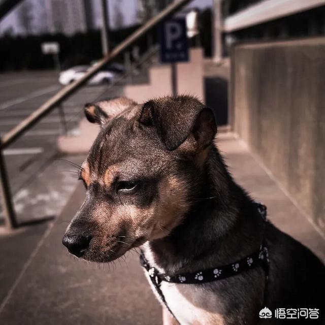 狗狗不吃东西怎么办呢:幼犬刚抱回来不吃东西,幼犬不吃东西要怎么办？ 狗不爱吃东西怎么办