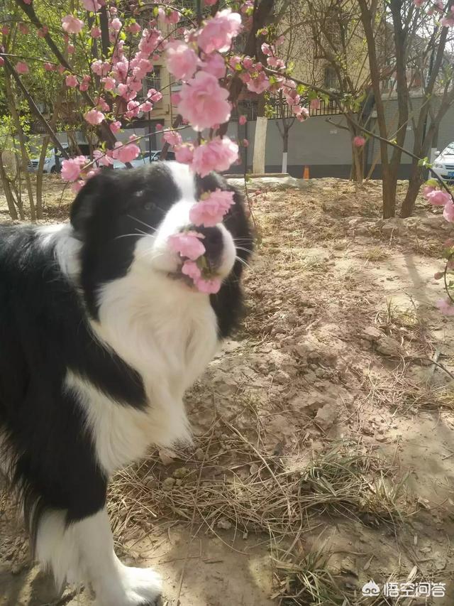 广州瑞鹏宠物医院团购:拉布拉多幼犬生下来几天适合领养？
