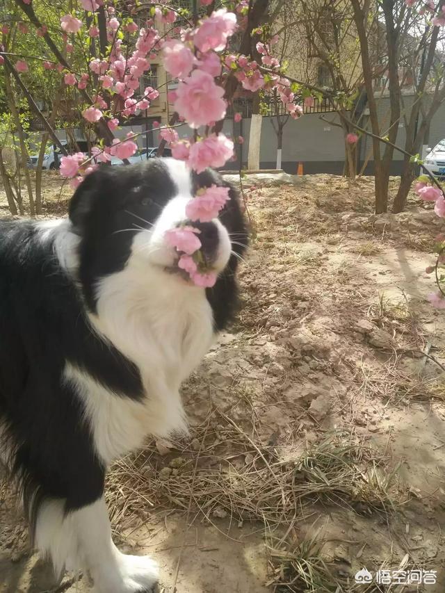 幼犬犬瘟热治疗费用贵吗:如果你的狗狗生病了，需要花很大一笔钱给它治病，你愿意吗？