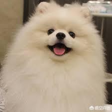 教你如何养博美狗狗:新手饲养博美犬需要知道哪些事？ 博美狗狗怎么养