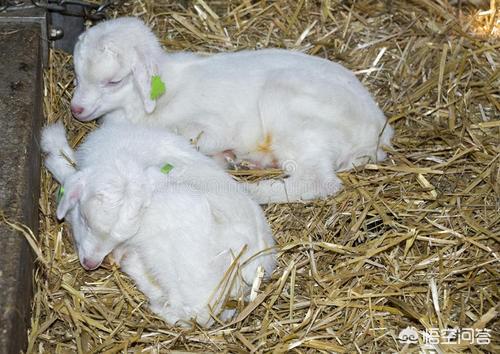 头条问答 羊仔出生一个月内应注意些什么 13个回答