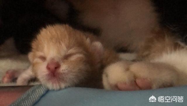 自制清淡猫饭:自制猫饭配方 猫咪得了口腔溃疡后要注意些什么？
