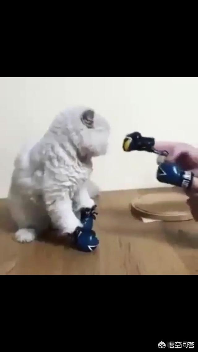 自制清淡猫饭:自制猫饭配方 猫咪得了口腔溃疡后要注意些什么？