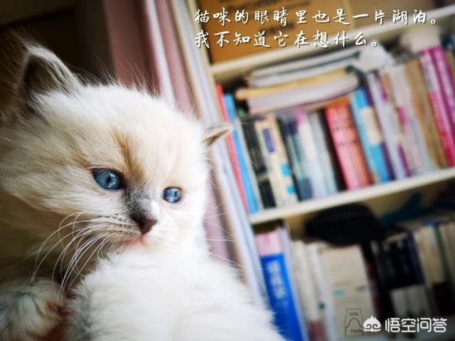 日本截尾猫会藏多久才出来:猫咪拆线后还带伊丽莎白套吗？