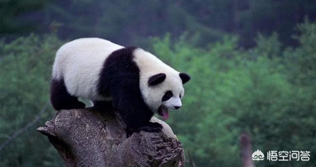为什么大熊猫是“国宝”？(大熊猫长相潦草走红皮e)