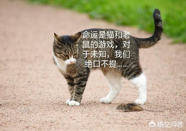 褴褛猫对动物友善程度:《西游记》里面各种动物都能成精，为什么猫却没有成精？