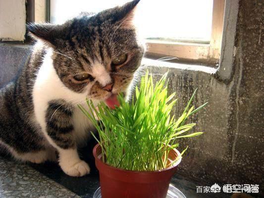 吸猫:猫咪聚众吸猫草会是一种怎样的体验？