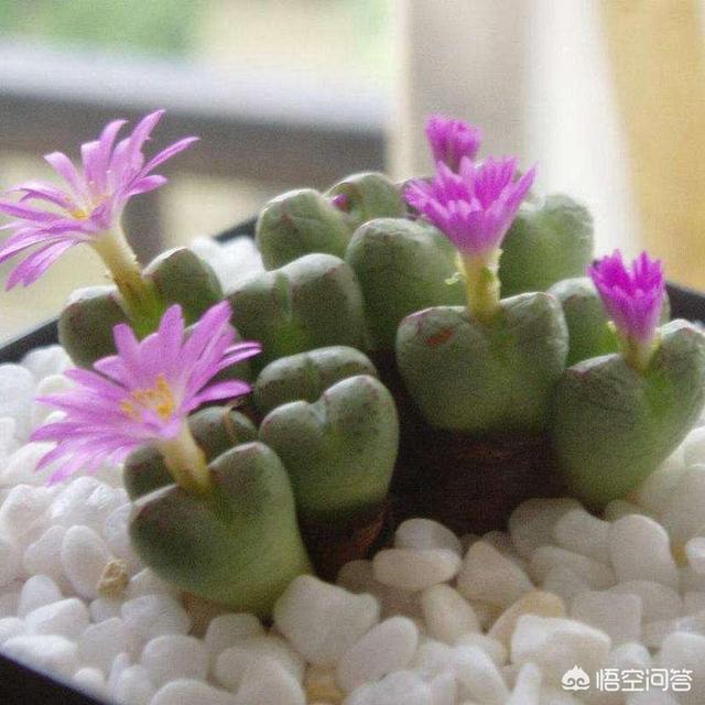 石花图片,新买的生石花挤的很紧，还用换盆吗？