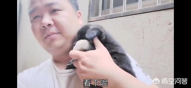 怎么教会狗狗罚站:狗狗犯错后一般是什么反应？