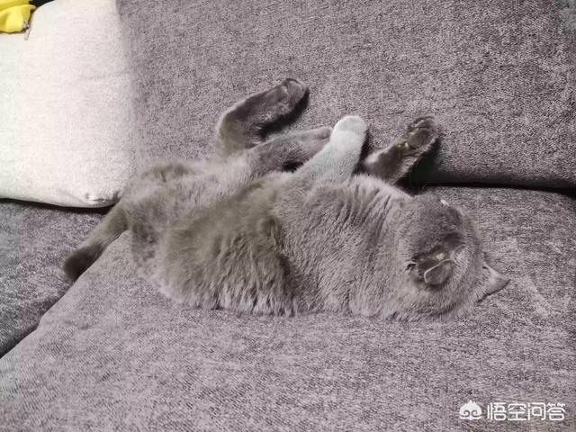 猫图:猫咪对不同的人会有区别吗？ 猫图片头像