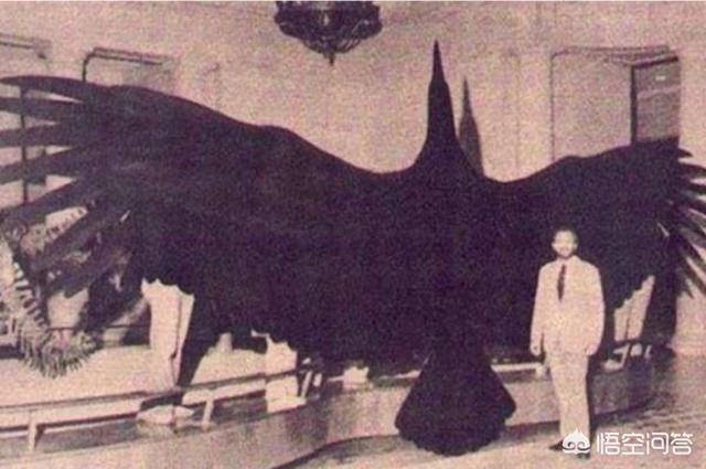 哈斯特鹰:天空飞行的鸟类最大的是什么？有多大？