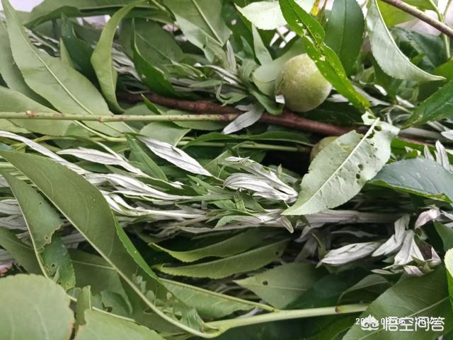 端午，为何说安康不说快乐？