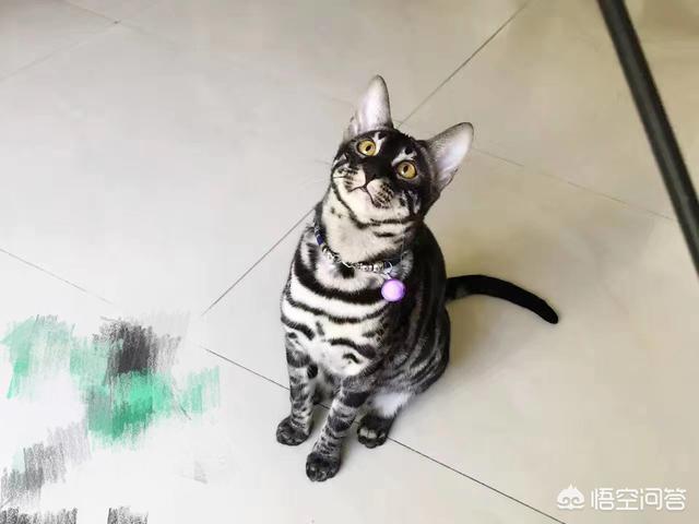 孟加拉豹猫大理石:大理石纹路豹猫价格是多少？