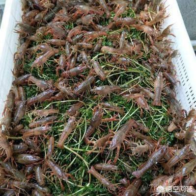 日本对虾红体治疗方法:南美白对虾肠炎病怎么预防？