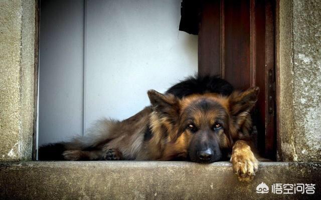 黑色德国牧羊犬:想养德国黑贝的人是什么心理？