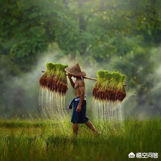 金盏菊生长过程图片:金盏菊的生长过程 金盏菊春天什么时间播种？