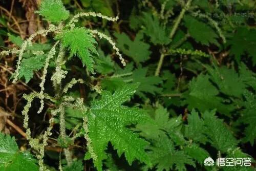 原来农村有一种植物叫荨麻，碰过它的人还会有记忆吗？知道有什么用途吗？