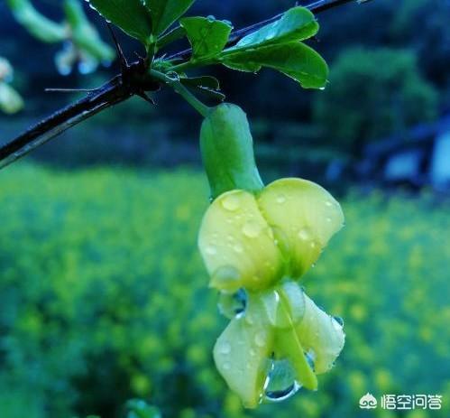 头条问答 农村的野菜有很多 你觉得哪种野菜的花是最好吃的 怎么做 黄晓红果果的回答 0赞