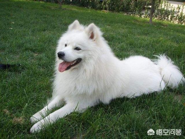 头条问答 大白熊犬幼犬与萨摩耶幼犬相比 有哪些区别 8个回答