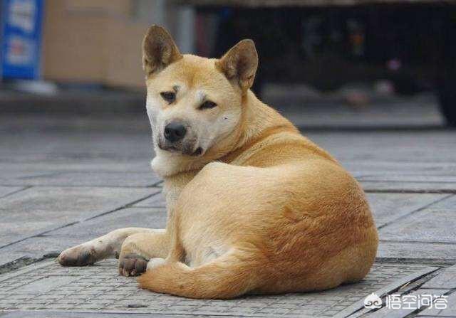 双子座适合养猫还是养狗:朋友少，想养只宠物陪伴，养猫还是养狗？